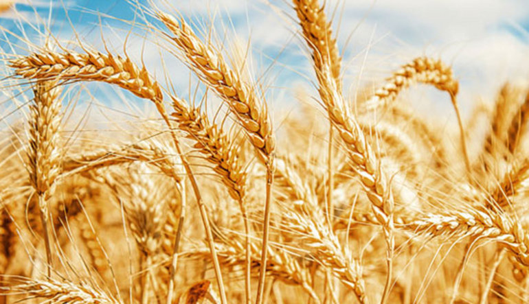 Rus buğdayını ithalat ile ilgili görsel sonucu