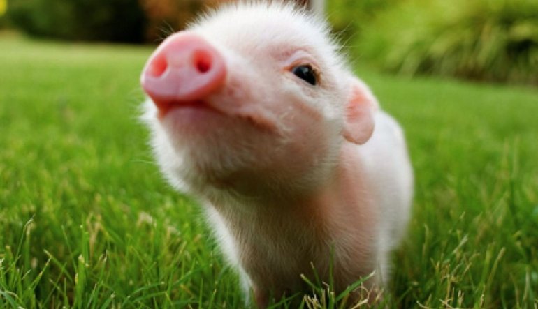 Dünyanın en büyük domuz üreticisi organ nakli işine giriyor Güncel